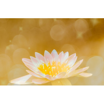 中式簡約環保專案