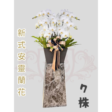 新式安靈蘭花7株（白）