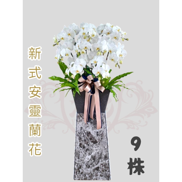 新式安靈蘭花9株（白）