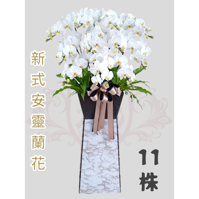 新式安靈蘭花11株（白）