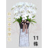 新式安靈蘭花11株（白）