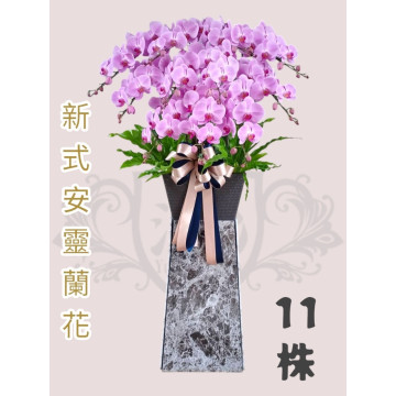 新式安靈蘭花11株（粉）